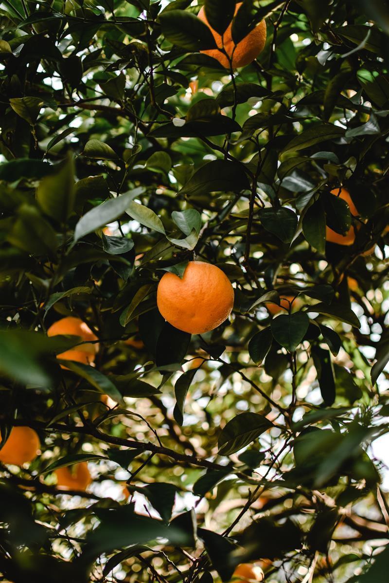 Leonce Blanc Mandarinen-Püree 8x 1kg spanische Mandarine Frucht-Püree 