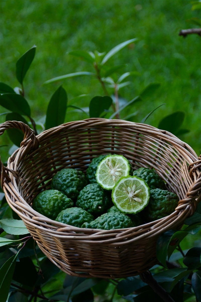Ponthier BERGAMOTTEN PÜREE Zitrus-Frucht-Püree Bergamottenmark 6x 1KG