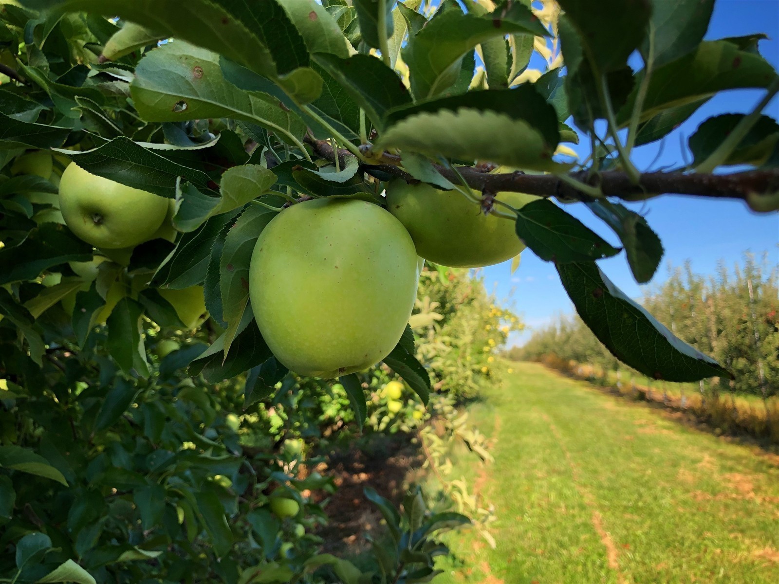 Ponthier APFEL PÜREE Grün Frucht-Mark-Püree Apfelmar Granny Smith 1KG 1er