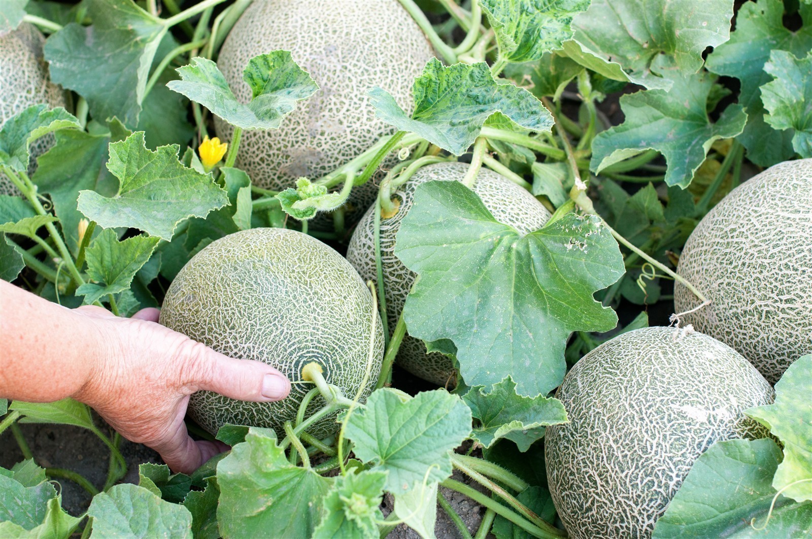 Ponthier MELONEN PÜREE Melon-du-Quercy-Frucht-Püree Melonenmark 1KG