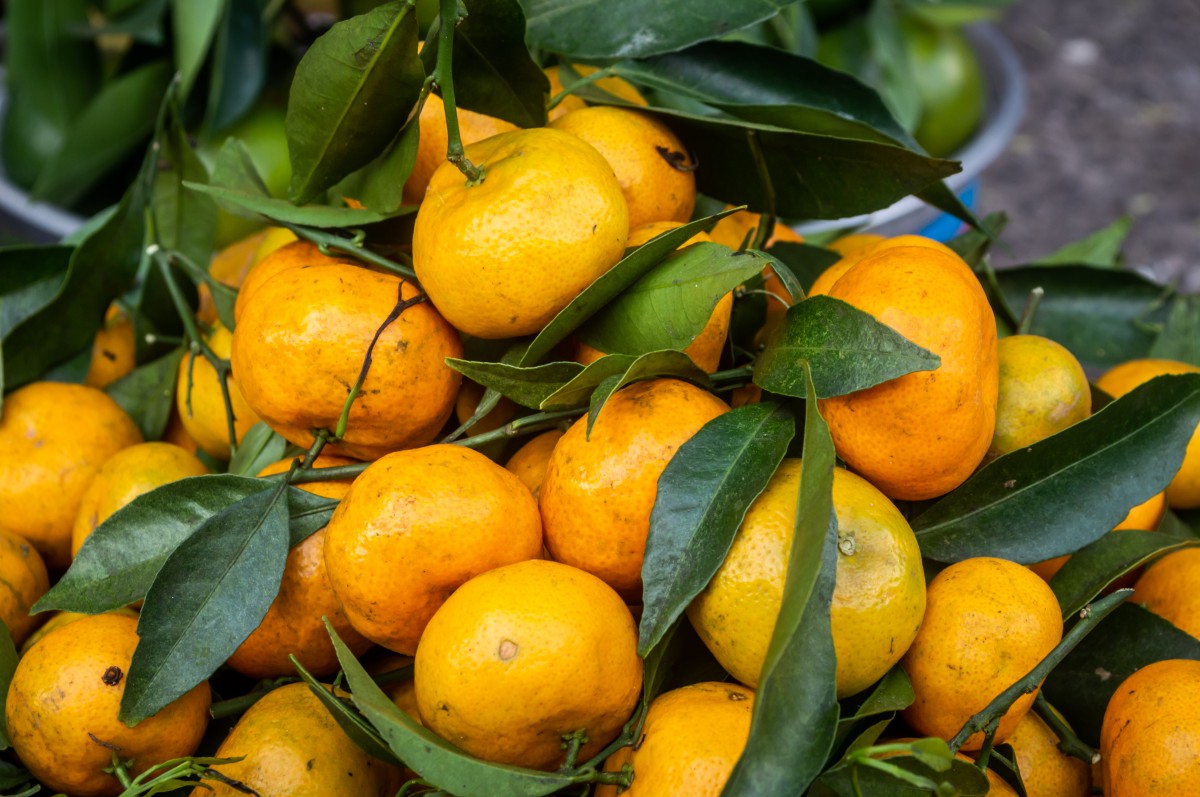Ponthier YUZU PÜREE Japanische-Zitrus-Frucht-Püree Yuzumark 6x 1kg