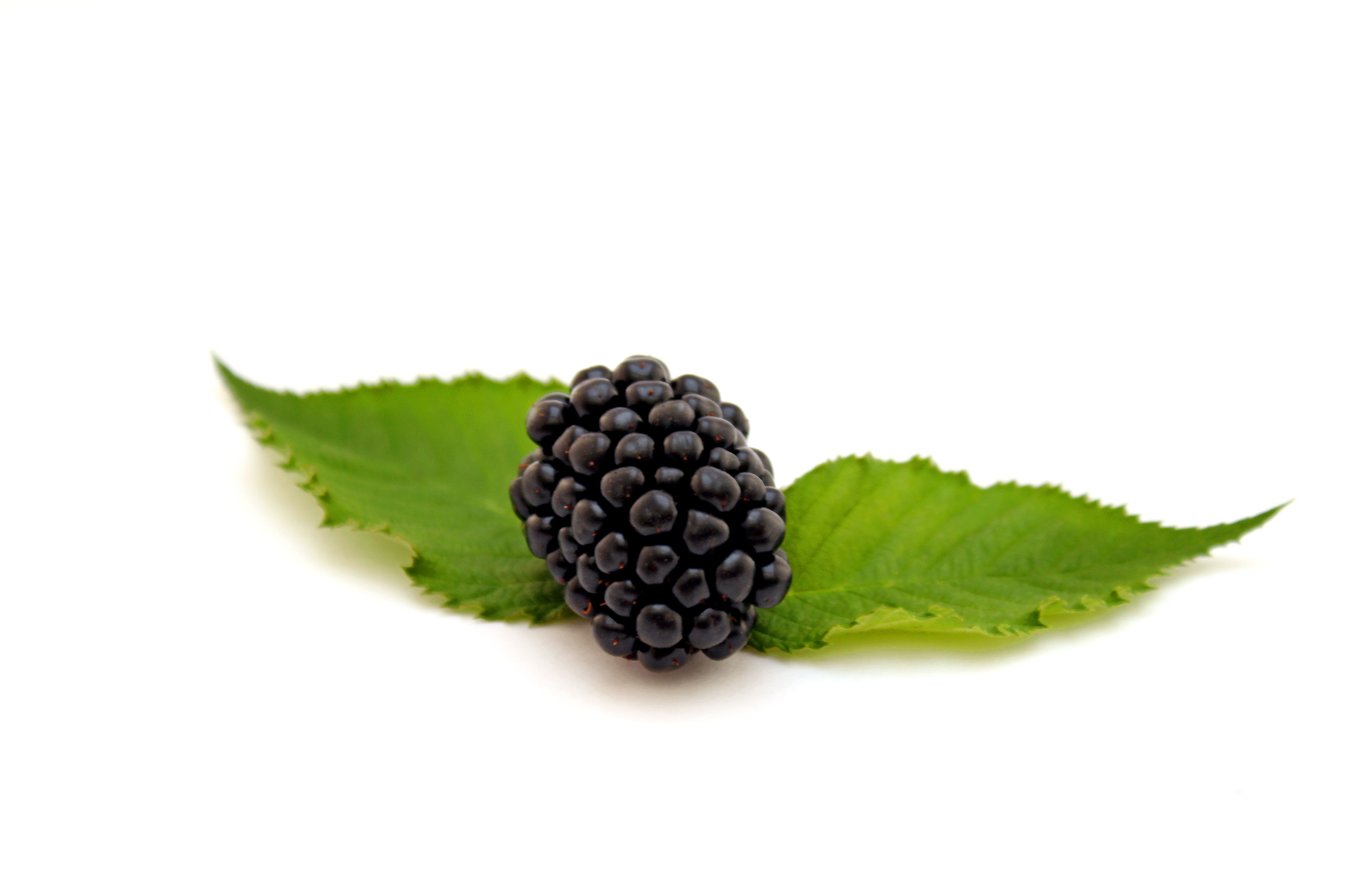 Ponthier BROMBEEREN PÜREE Frucht-Mark-Püree Brombeermark 6x 1KG