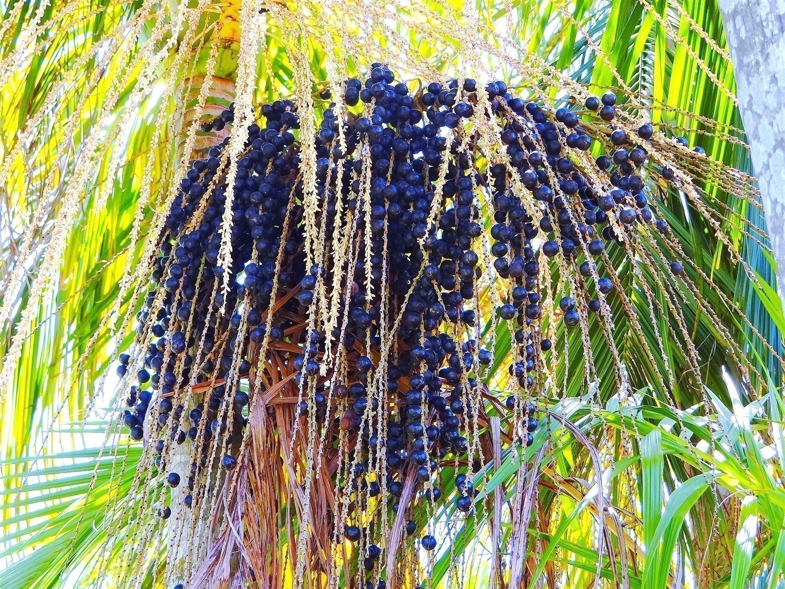 Ponthier ACAI-BEERE-Frucht-PÜREE Acaibeerenmark 1KG