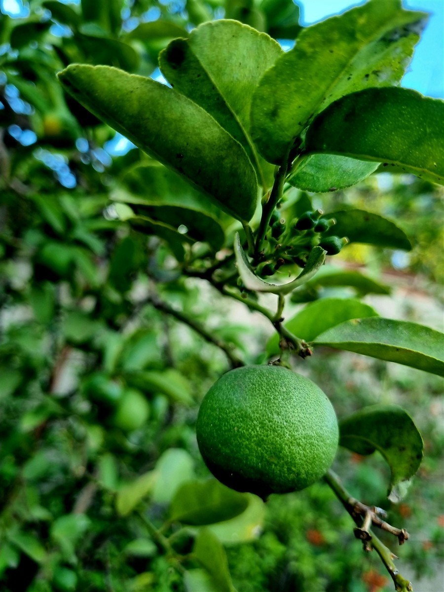 Ponthier KALAMANSI PÜREE Zitrus-Frucht-Püree Kalamansimark 6x 1KG