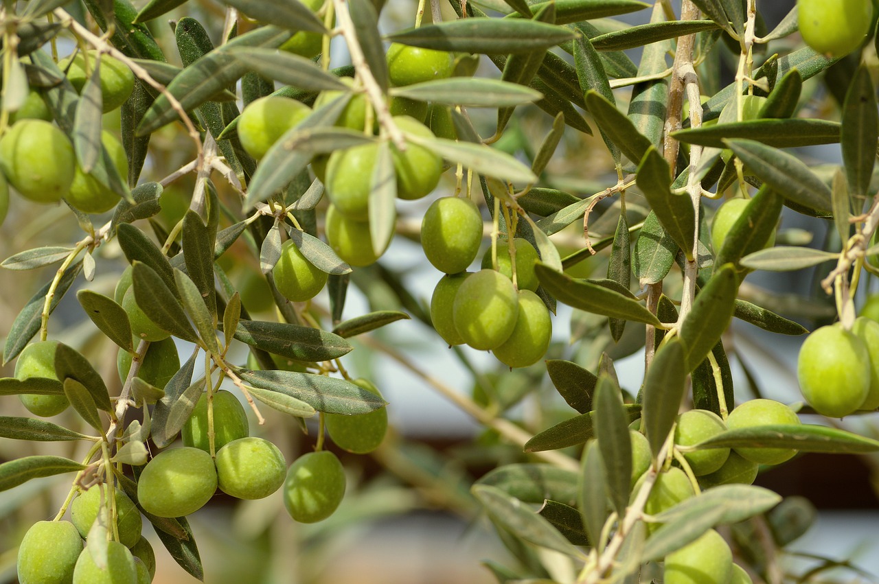 Theoni Kalamata P.D.O. Natives Olivenöl extra 5x 3l Kanister