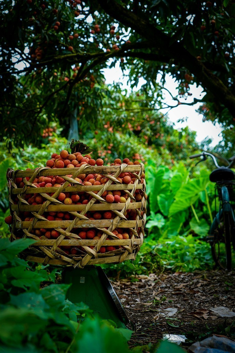 Ponthier LITSCHI PÜREE Lychee-Frucht-Püree Litschimark 6x 1KG