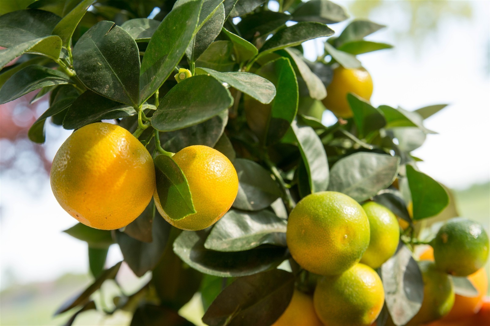Ponthier KALAMANSI PÜREE Zitrus-Frucht-Püree Kalamansimark 1KG