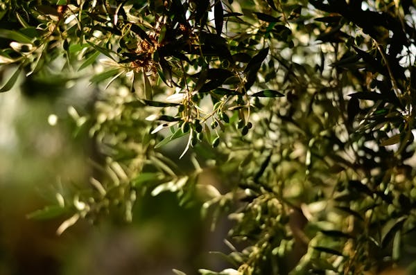 Theoni Kalamata natives Olivenöl extra 5L P.D.O