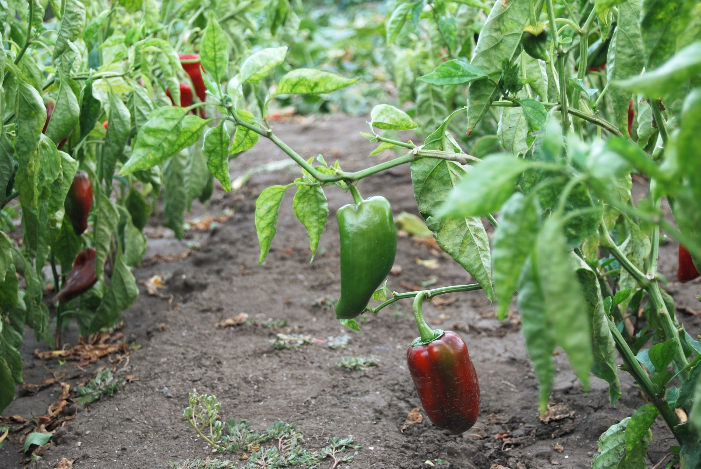 Ponthier PAPRIKA PÜREE ROT Gemüse-Püree Paprikamark 6x 1KG