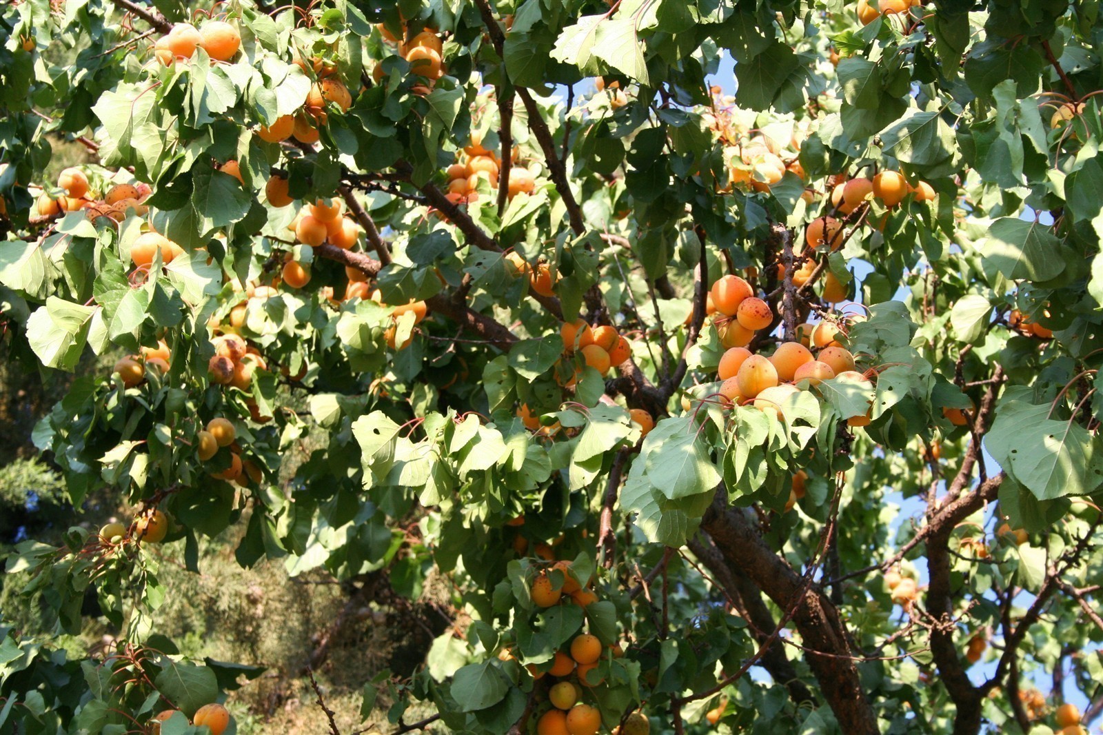 Ponthier APRIKOSEN PÜREE Marillen-Frucht-Mark-Püree Aprikosenmark 1KG