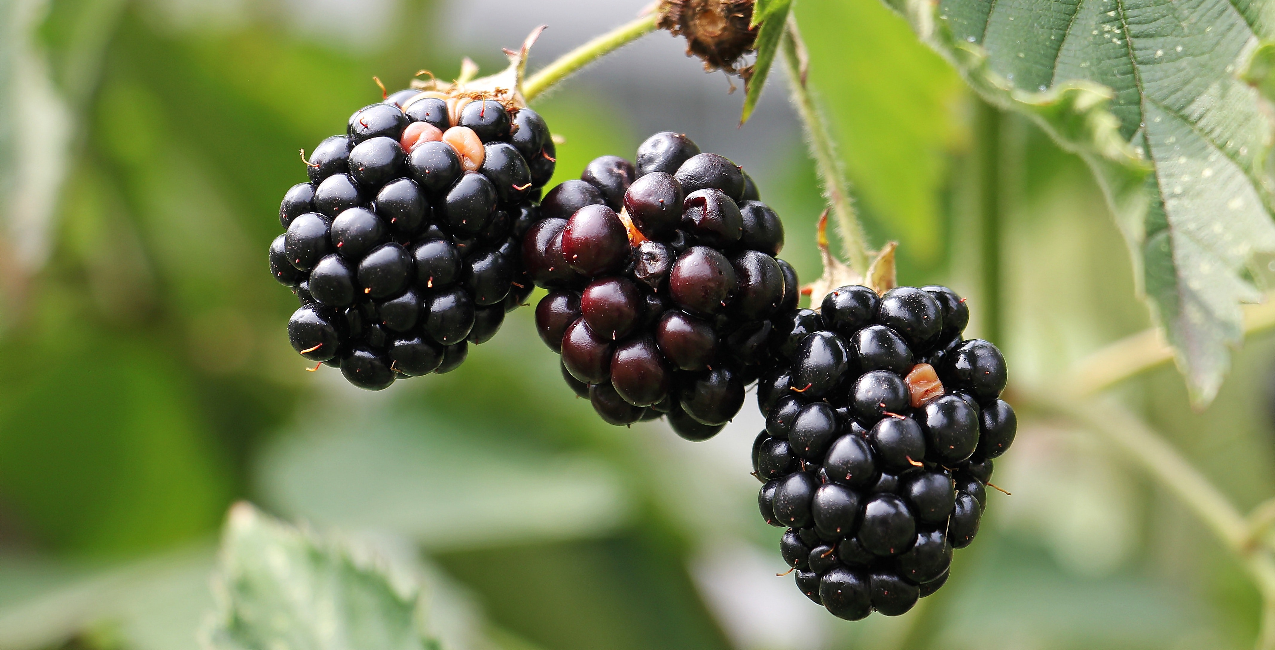 Ponthier BROMBEEREN PÜREE Frucht-Mark-Püree Brombeermark 6x 1KG