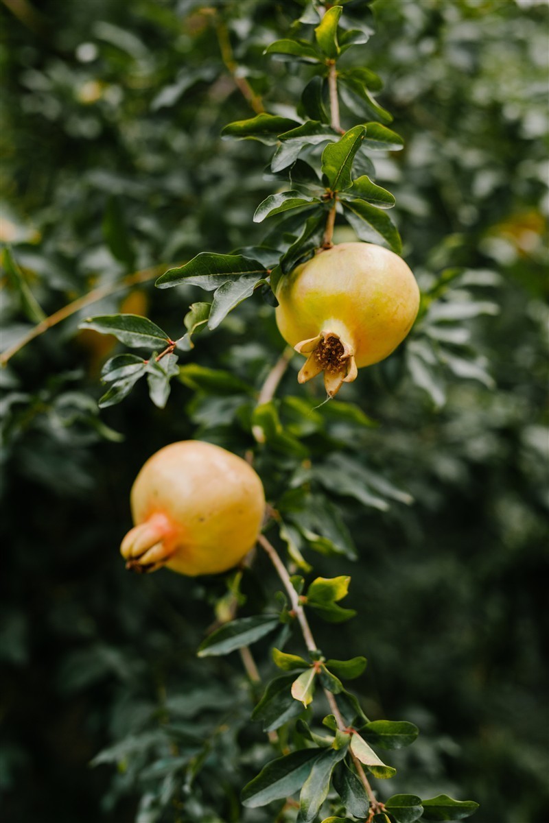 Ponthier GRANATAPFEL PÜREE Frucht-Püree Granatapfelmark 1KG