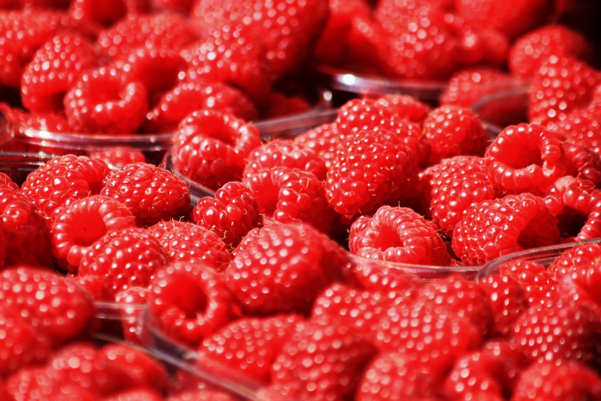 Ponthier ROTE FRÜCHTE PÜREE Frucht-Mark-Püree Rote Früchtemark 6x 1KG