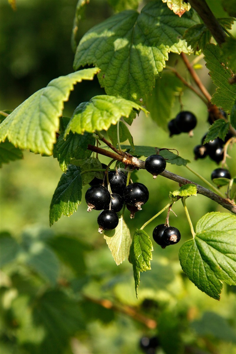 Ponthier SCHWARZE JOHANNISBEERE PÜREE Frucht-Püree Cassispüree 1KG