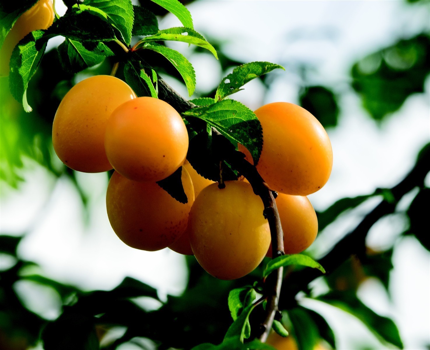 Ponthier MIRABELLEN PÜREE Zwetschge-Frucht-Püree Mirabellenmark 6x 1KG