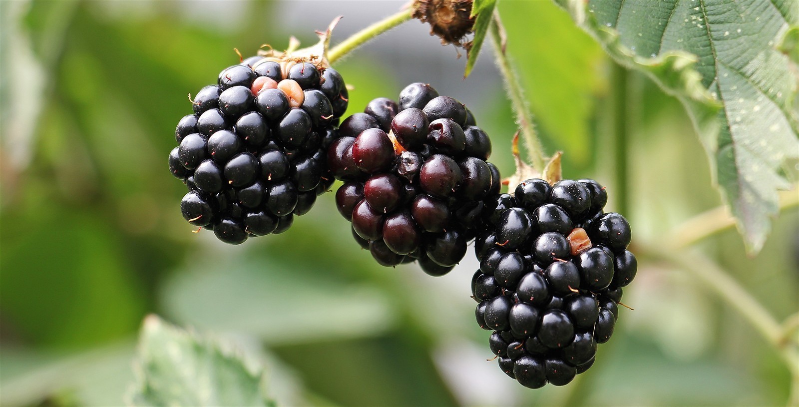 Ponthier BROMBEEREN PÜREE Frucht-Mark-Püree Brombeermark 6x 1KG