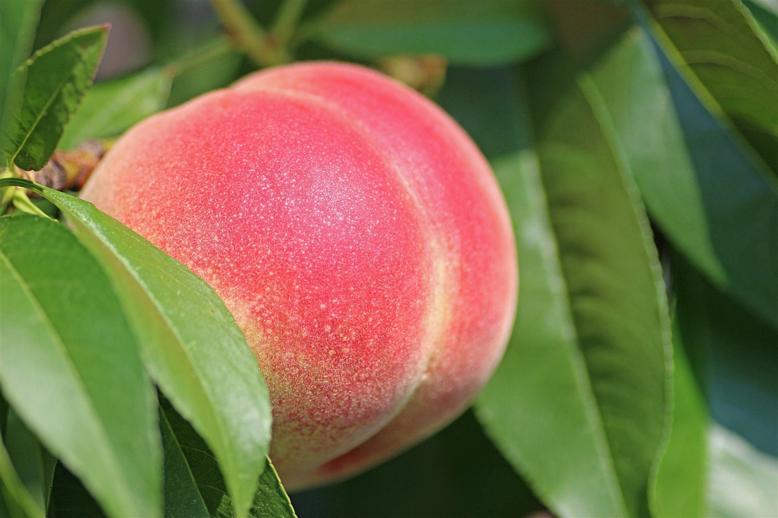 Ponthier PFIRSICH WEISS PÜREE Frucht-Püree Pfirsichmark 6x 1KG 