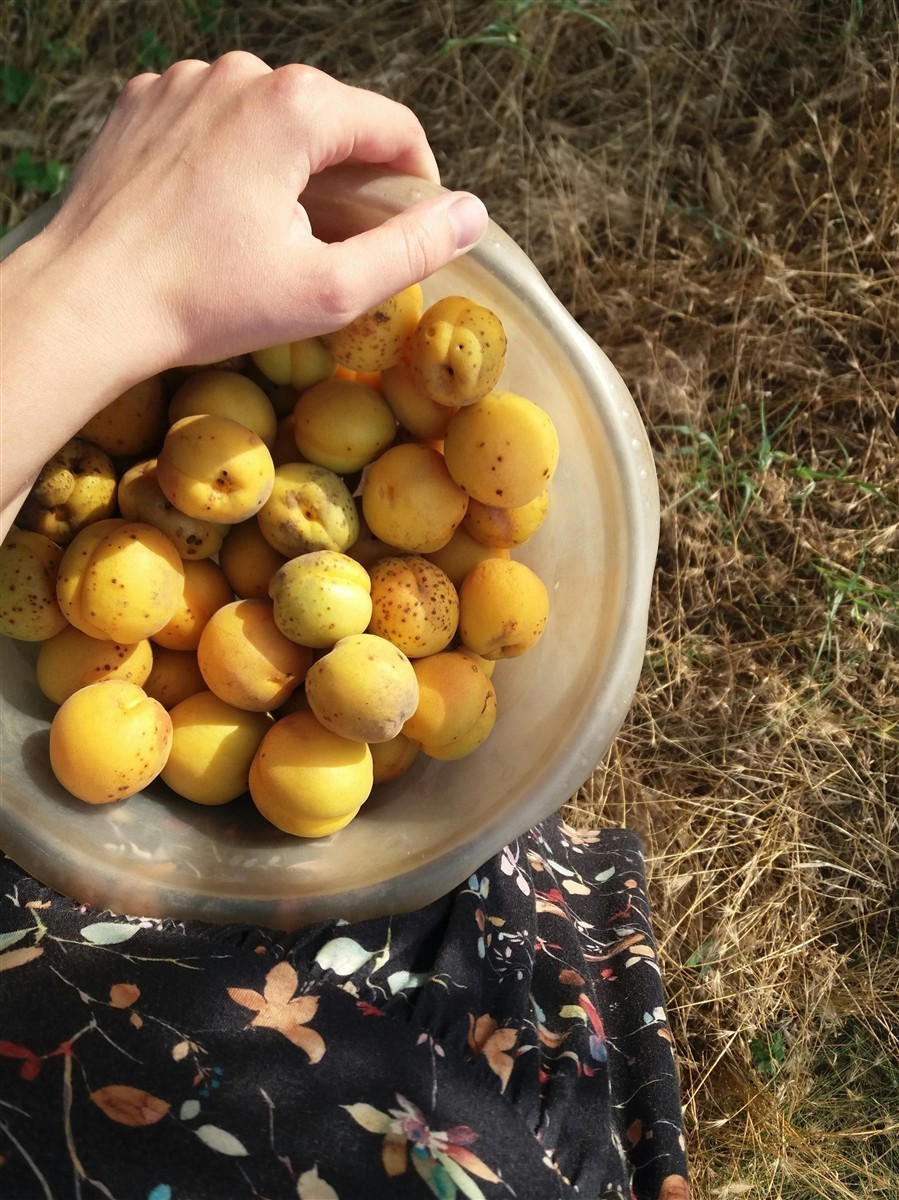 Ponthier MIRABELLEN PÜREE Zwetschge-Frucht-Püree Mirabellenmark 6x 1KG