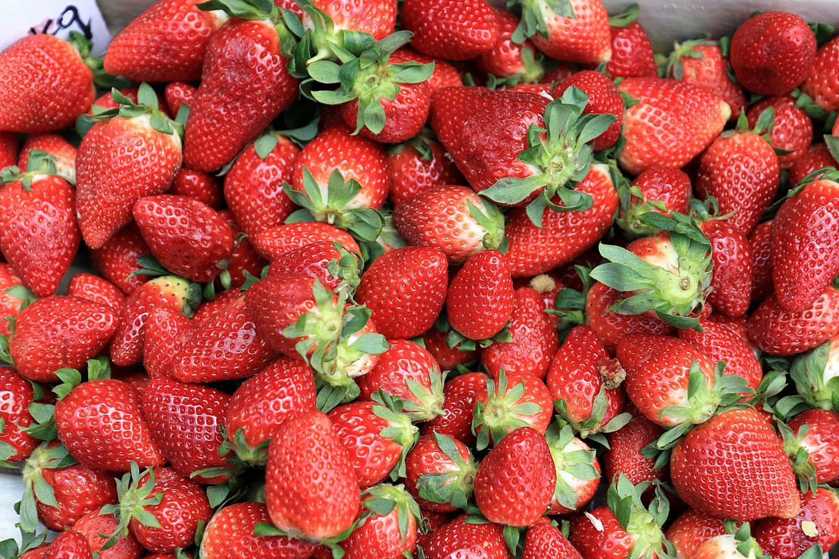 Ponthier ROTE FRÜCHTE PÜREE Frucht-Mark-Püree Rote Früchtemark 6x 1KG