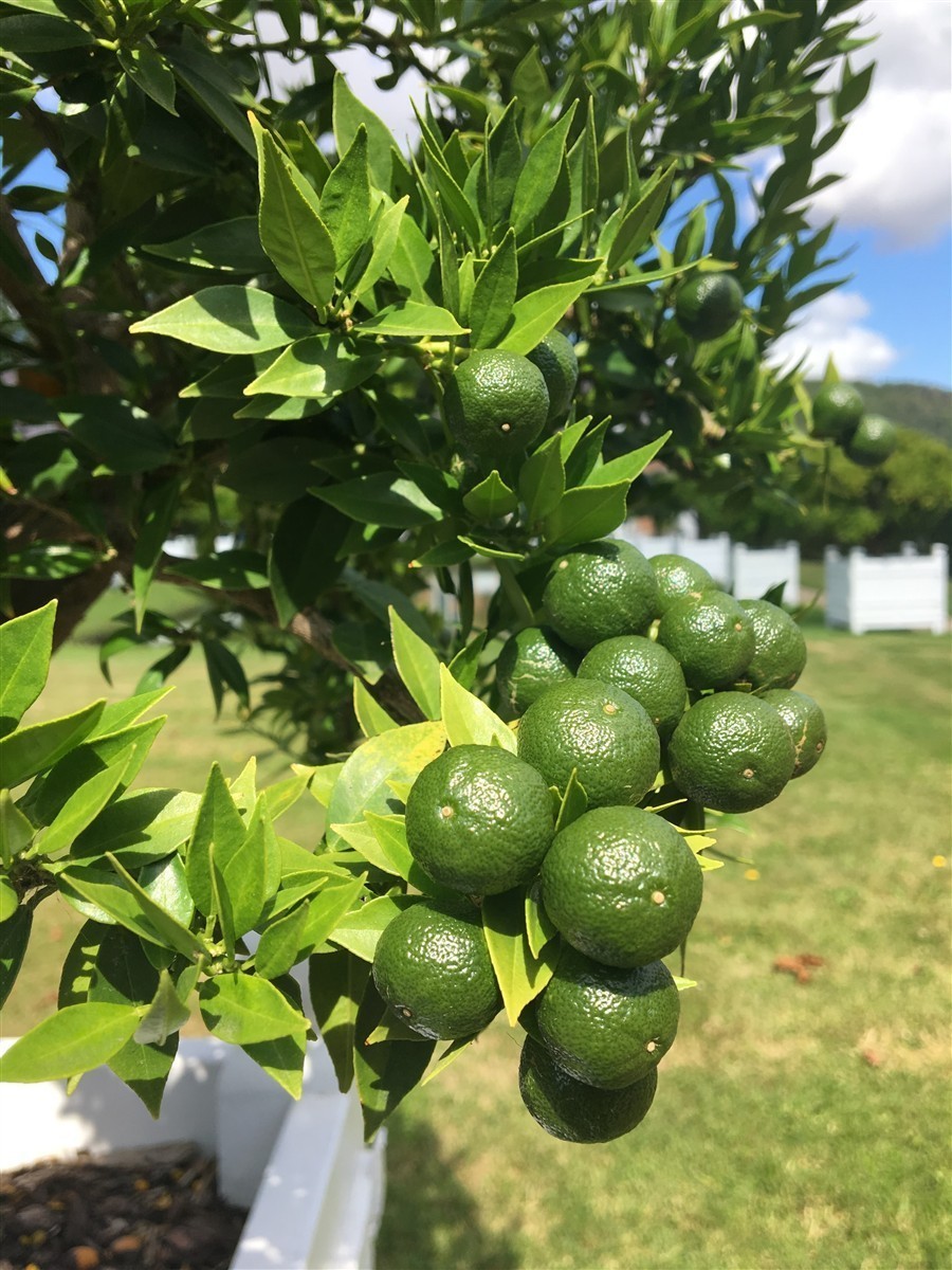 Ponthier LIMETTEN PÜREE Zitrus-Frucht-Püree Limettenmark 6x 1KG