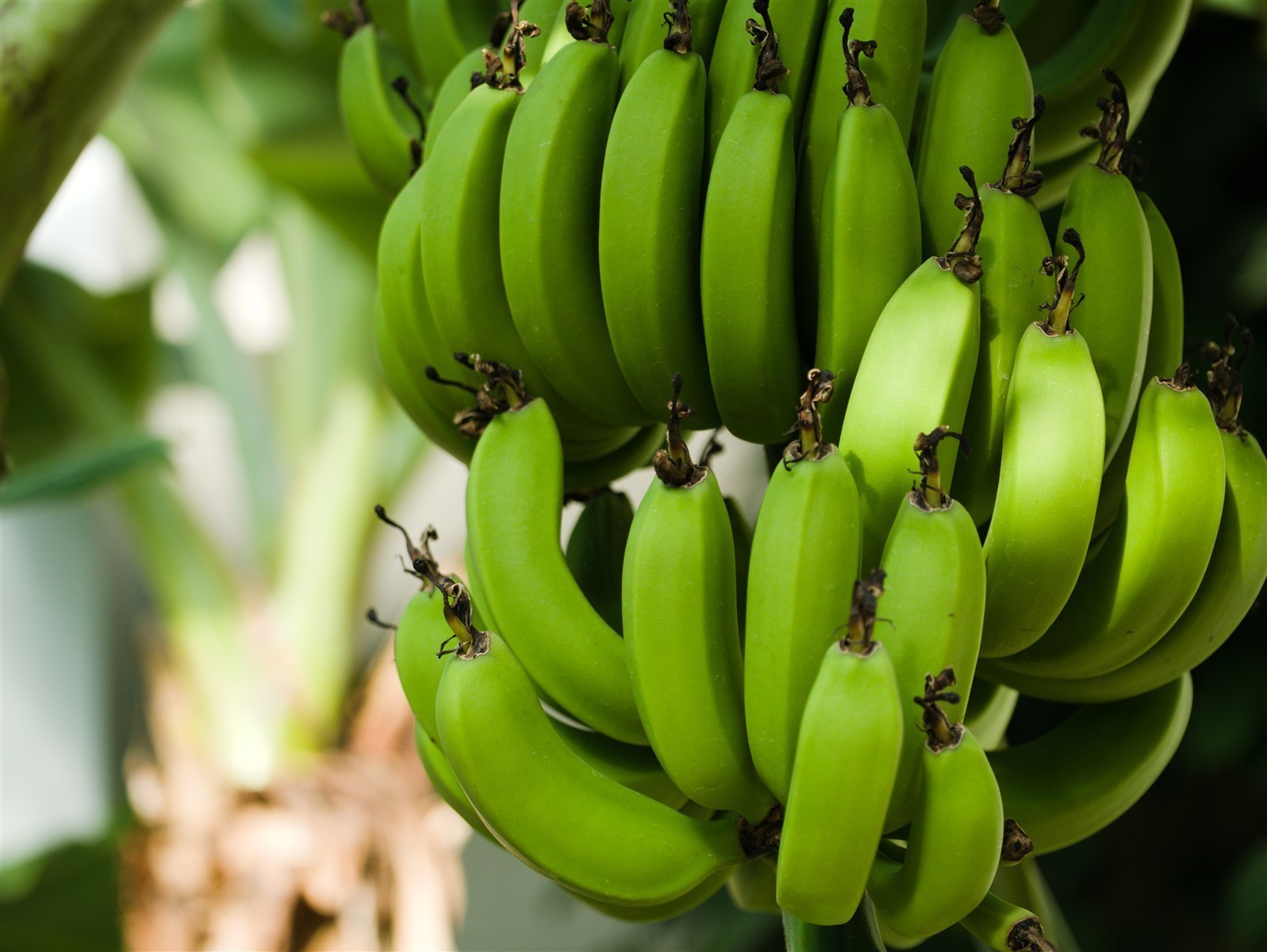 Ponthier BANANEN PÜREE Frucht-Püree Bananenmark 6x 1KG