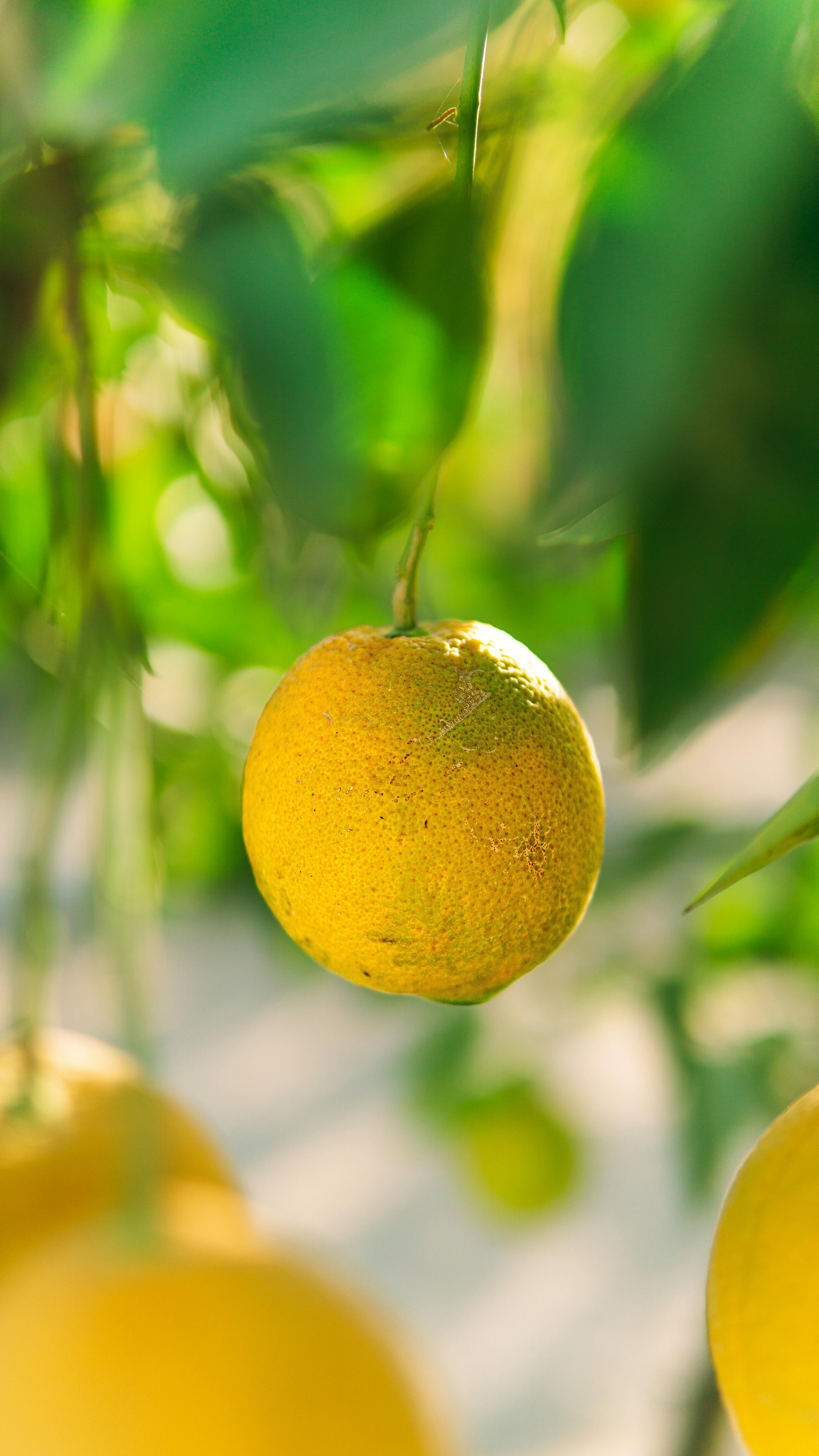 Ponthier YUZU PÜREE Japanische-Zitrus-Frucht-Püree Yuzumark 6x 1kg