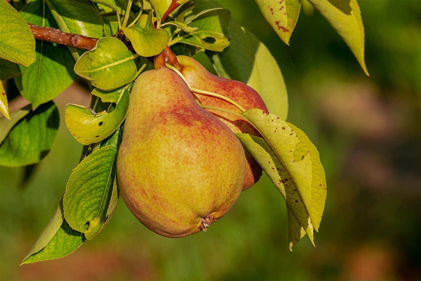 Ponthier BIRNEN PÜREE Frucht-Mark-Püree Birnenmark 6x 1KG