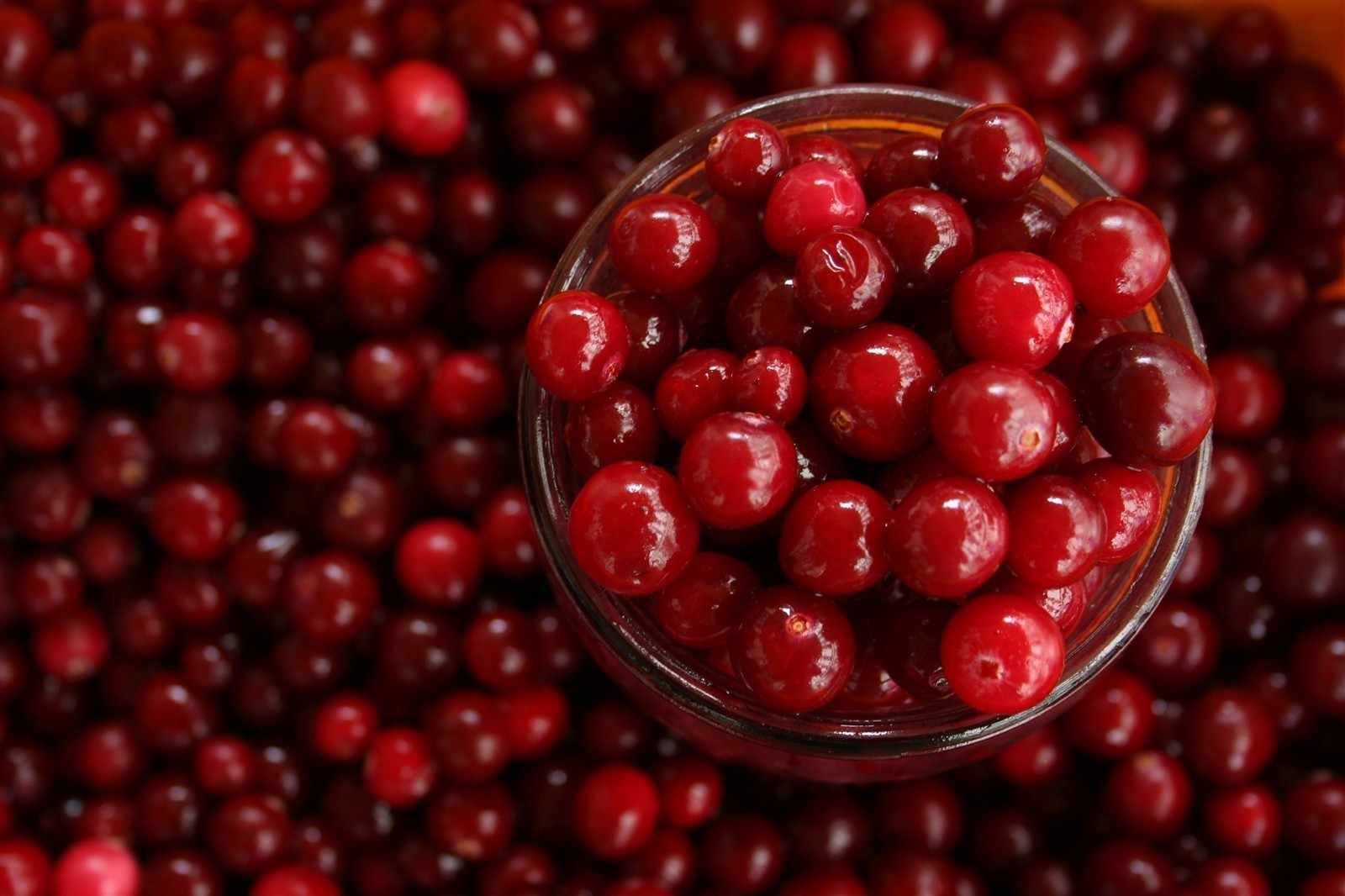 Ponthier CRANBERRY PÜREE Moos-Beeren-Frucht-Püree Cranberrymark 6x 1KG