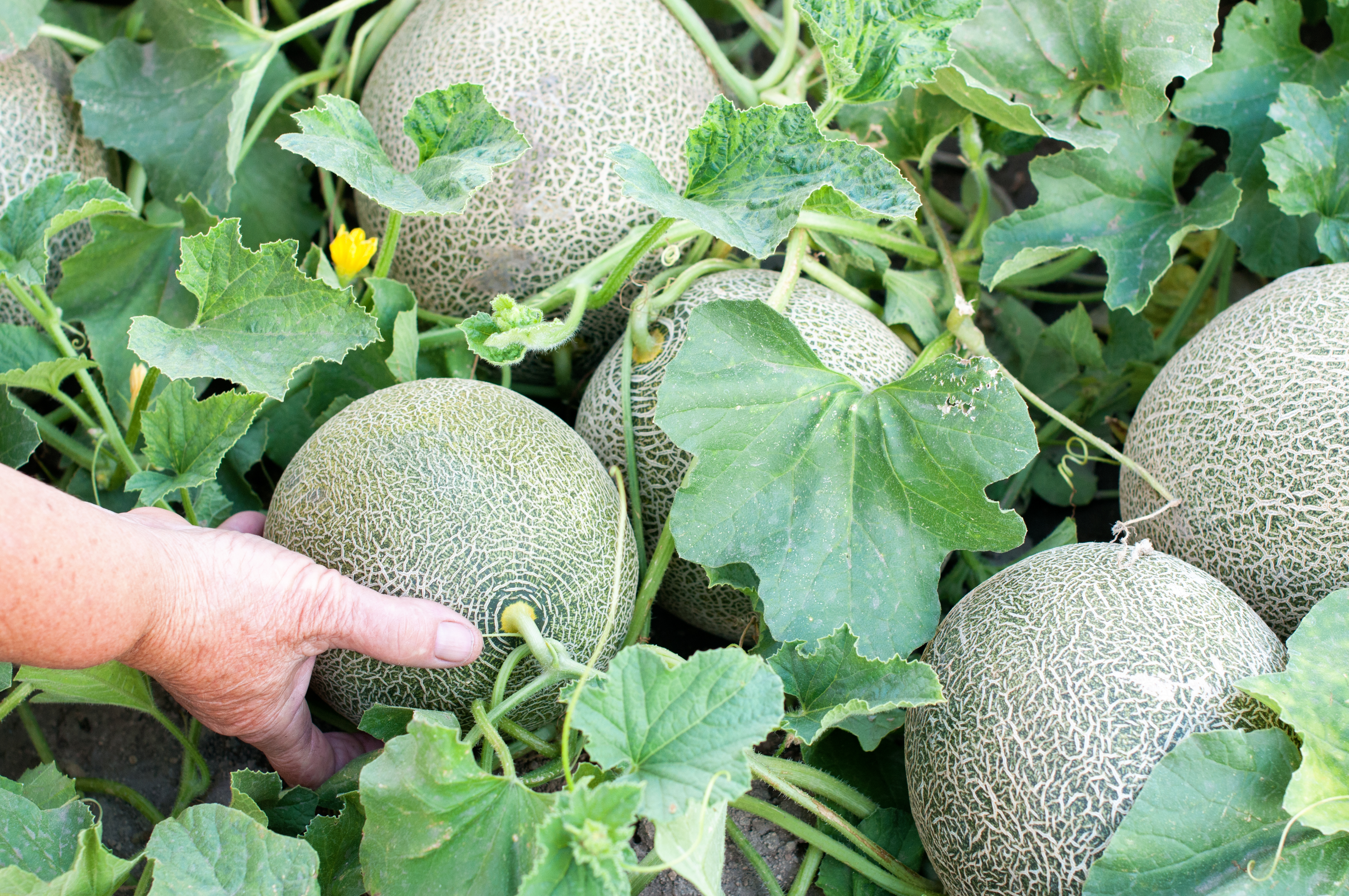 Ponthier MELONEN PÜREE Melon-du-Quercy-Frucht-Püree Melonenmark 6x 1KG